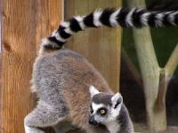 Katta Lemur